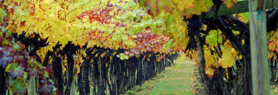 Wine & Tourism